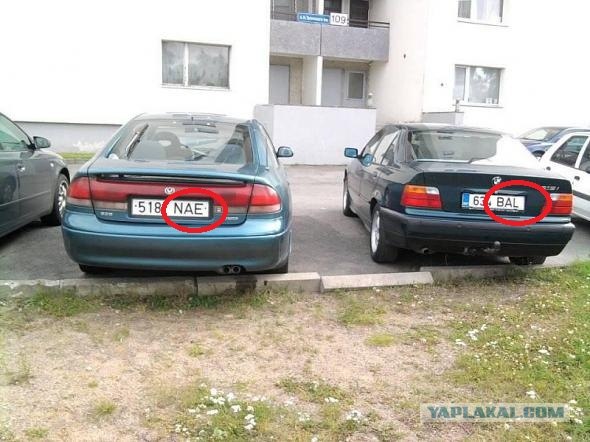 Найдите кота.