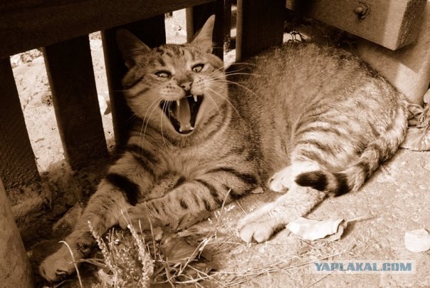 Котовторник на ЯПлакалъ