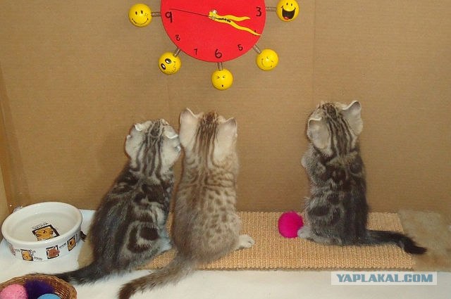 Начинаем котовторник!