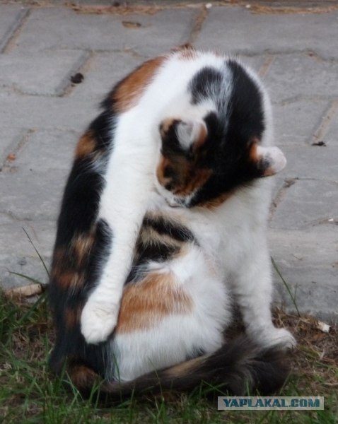 Котовторник объявляется открытым!