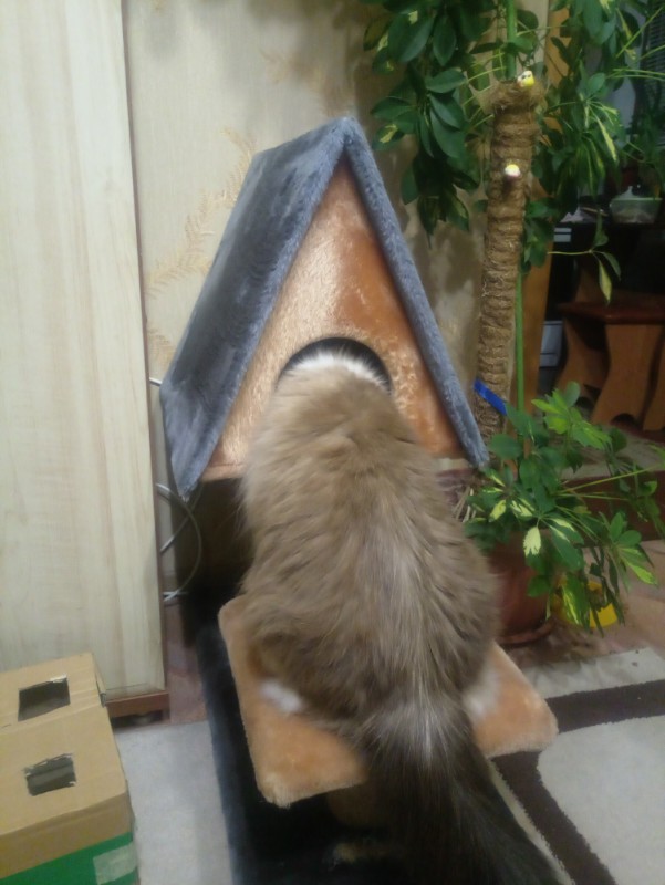 23 самых ленивых кота