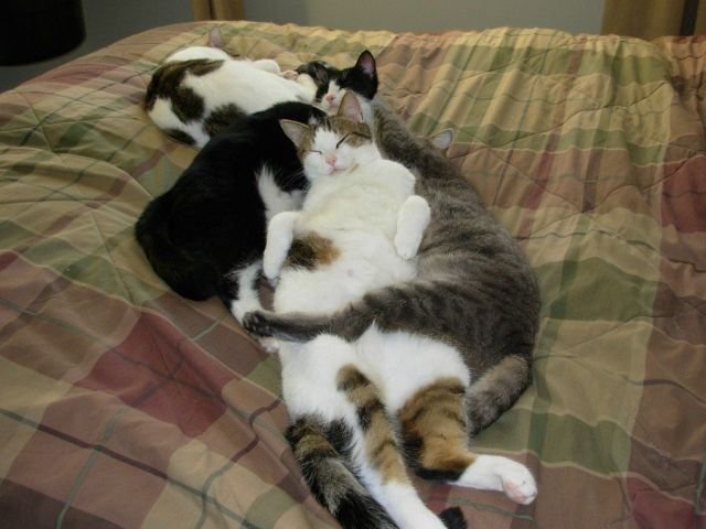 Котовторник!