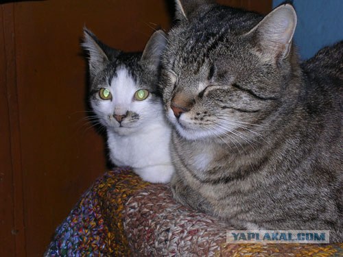 Первый КОТОВТОРНИК 2012
