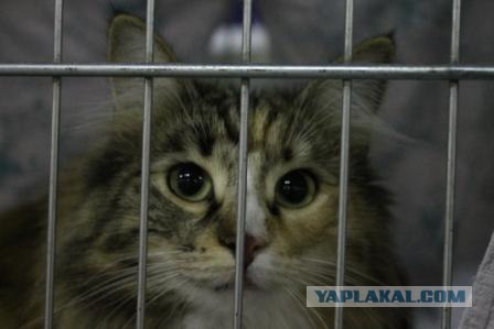 Котовторник 27.03.2012