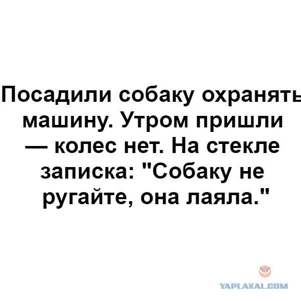 Собакены против грабителей