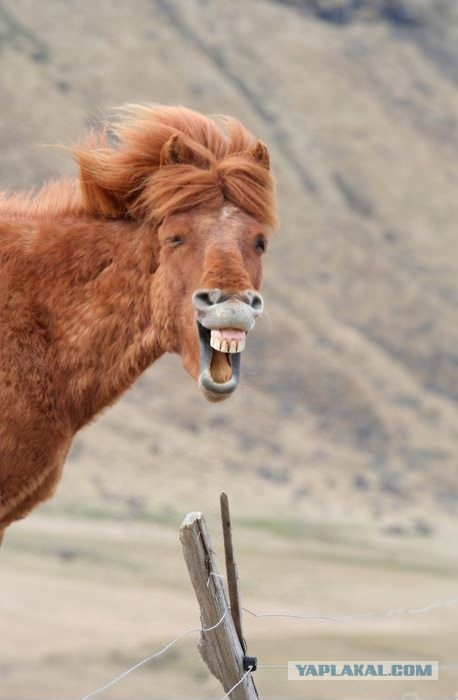 Вот такие у нас герои. Малышева рассказала, чем занимаются её сыновья в США