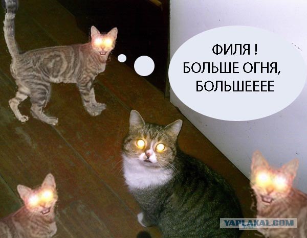 Фотожаба: Кот отакует!