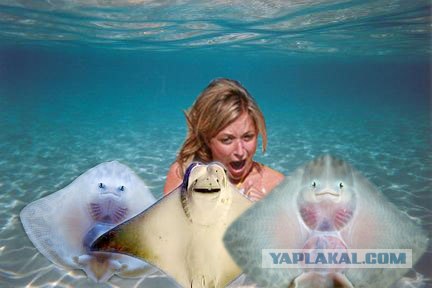 Изобразили