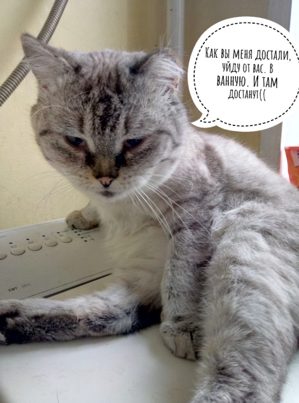 Котовторнику посвящается
