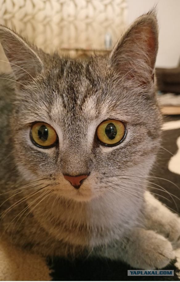Долой политику, ура котикам!