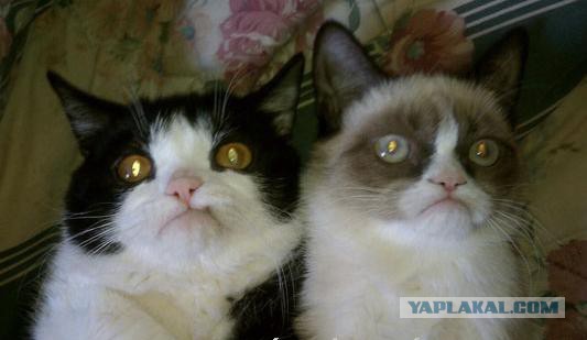 День рождения у Grumpy Cat
