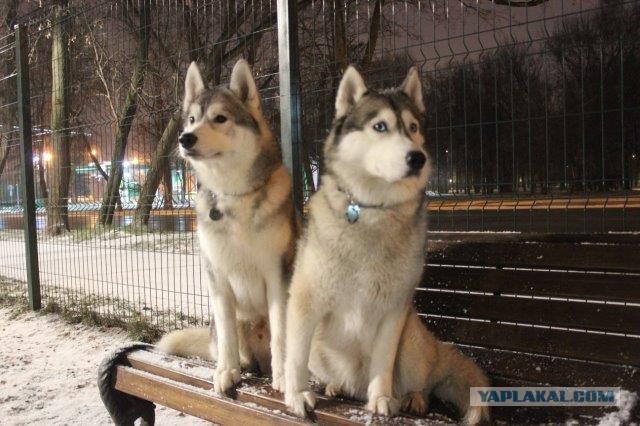 Когда стареет твоя собака...