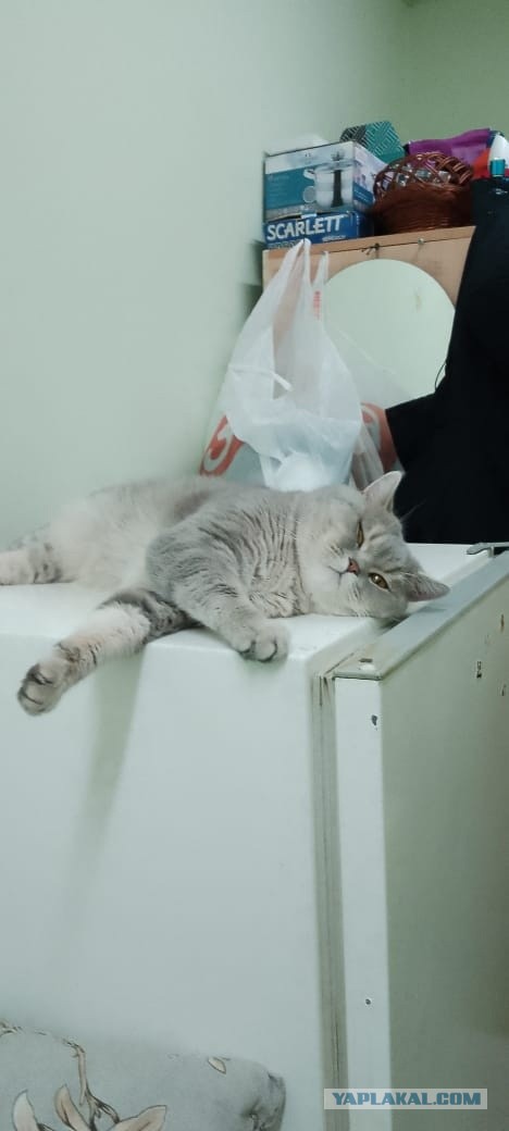 Кот в рамках бытия