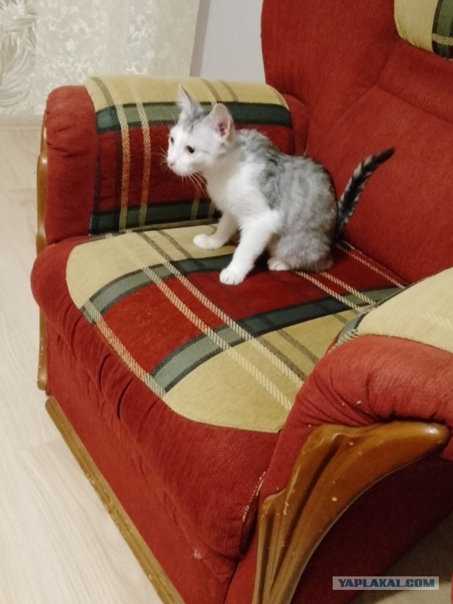 Омномном