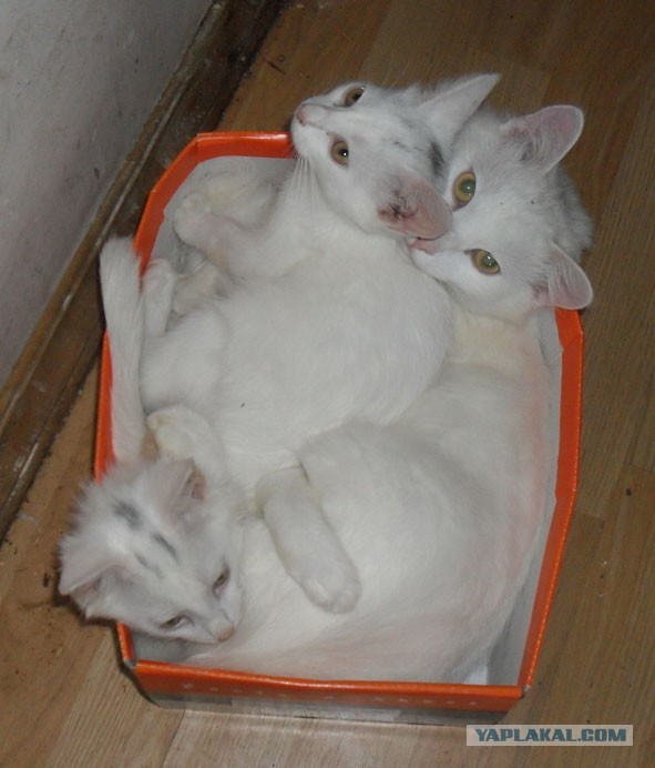 Котовторник 21.05.2013