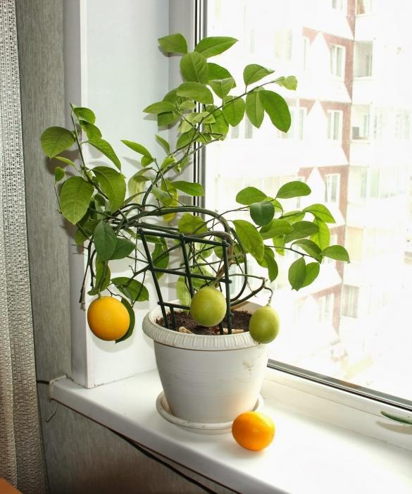 26 интересных фактов о лимонах