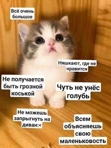 К котовторнику: подборка картинок-баянов с котиками и про котиков. Выпуск 28.