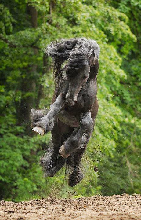 Веселые картинки и немного девушек (50 изображений)