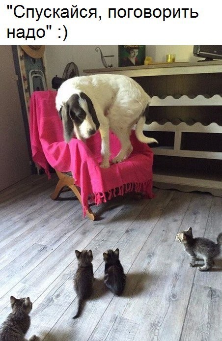 К котовторнику: подборка картинок-баянов с котиками и про котиков. Выпуск 36.