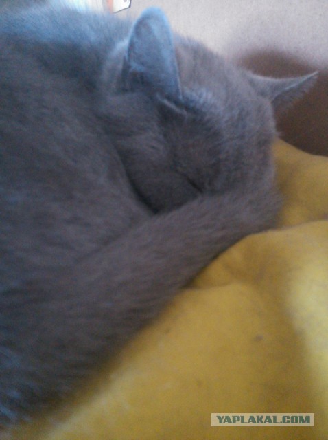 Котовторник 23.07.2013