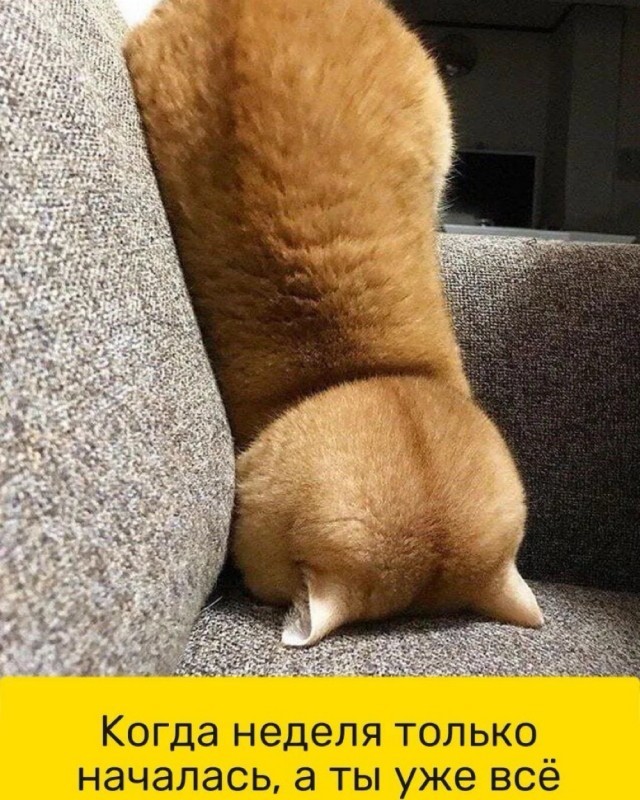 К котовторнику: подборка картинок-баянов с котиками и про котиков. Выпуск 37.