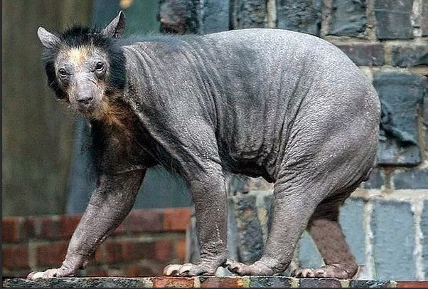 Про медведей, коллеги.