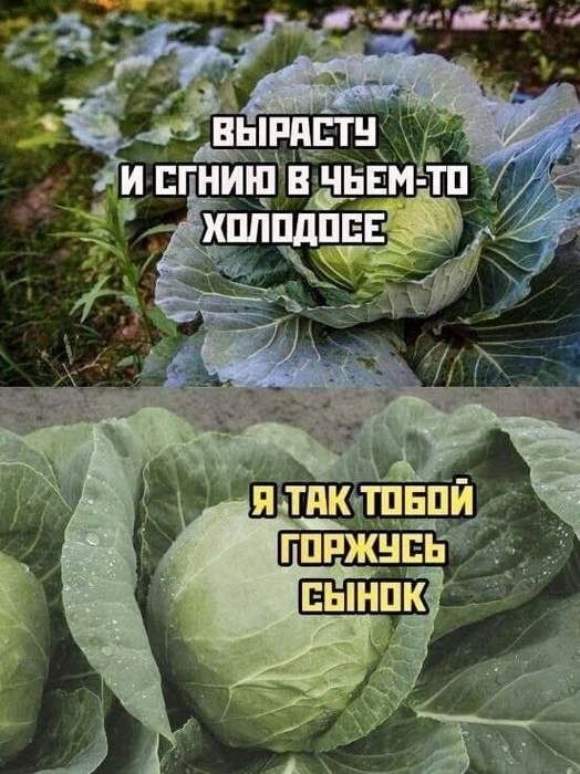 Картинки для деградации 305 (разной степени свежести)