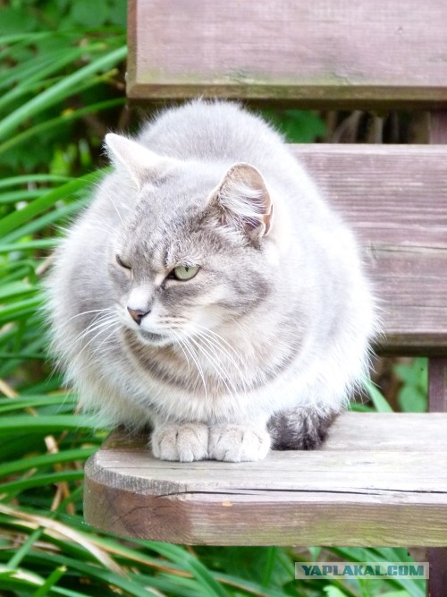 Котовторник 03.09.2013