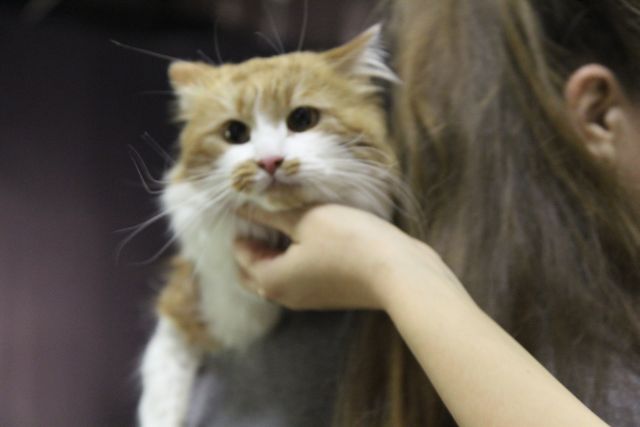 Котовторник  10.12.2013