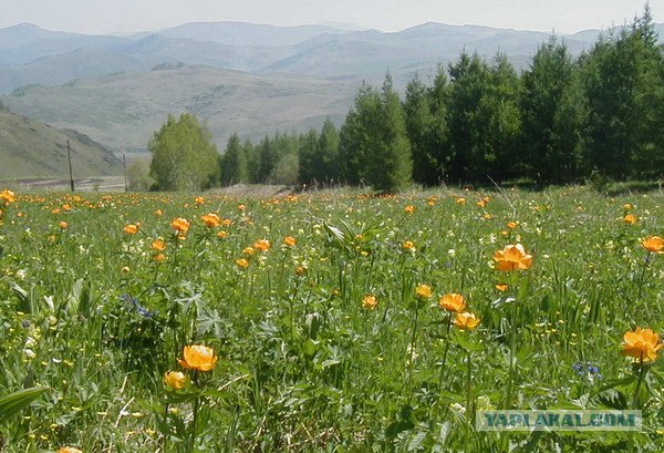 В мире цветов