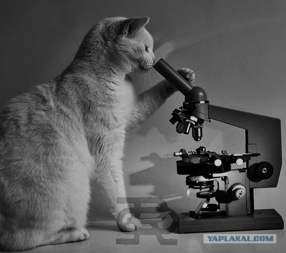 Коты ученых