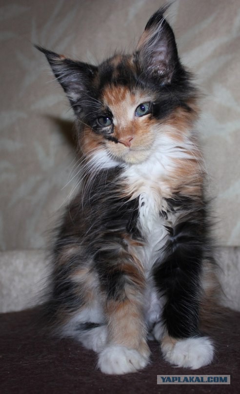 С Котовторником!