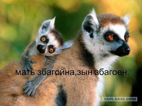 Звериные лица
