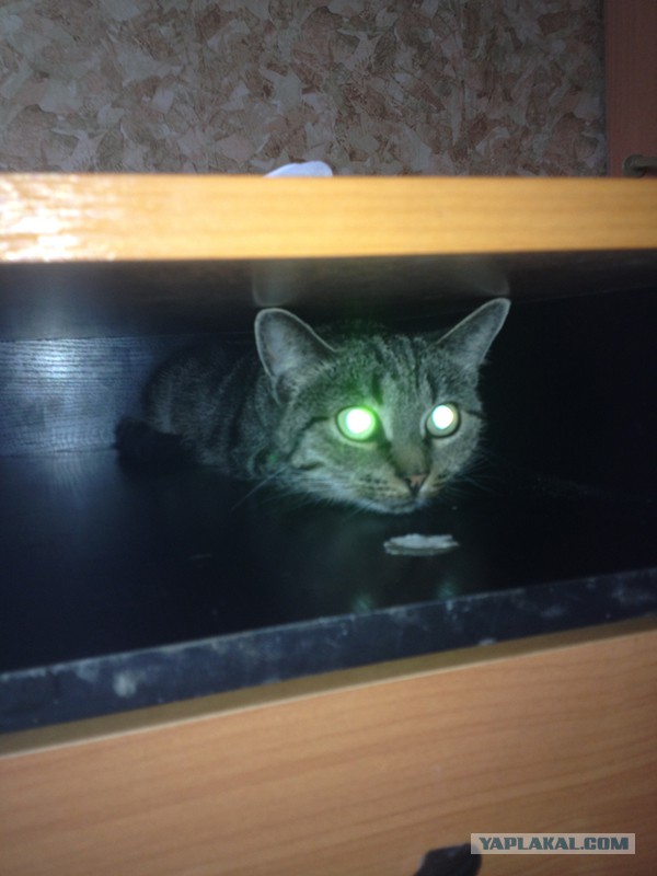 Котовторник 22.07.14