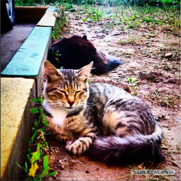 Котовторник 19.08.2014