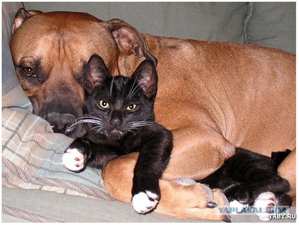 Кошечка