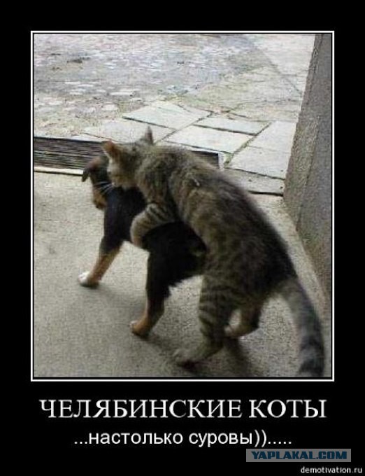 Весёлые картинки