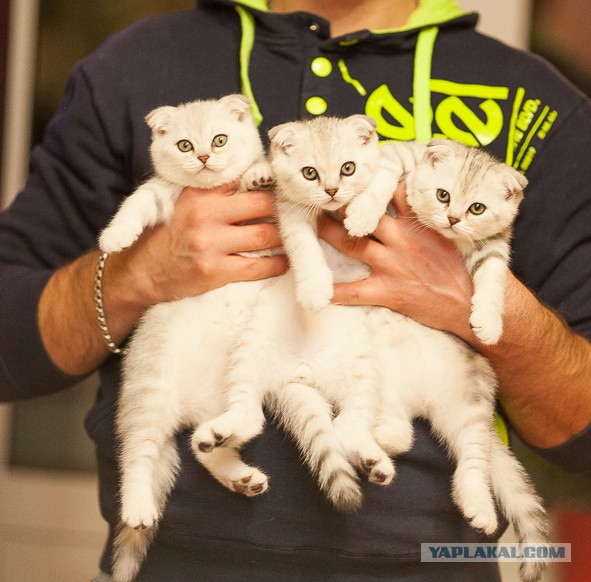 Котовторник