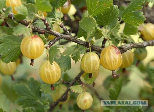 Как выглядят 19 популярных продукта