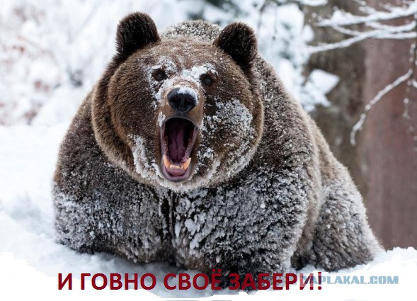Встреча с любопытным медведем.