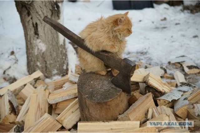 Жена сделала подарок!