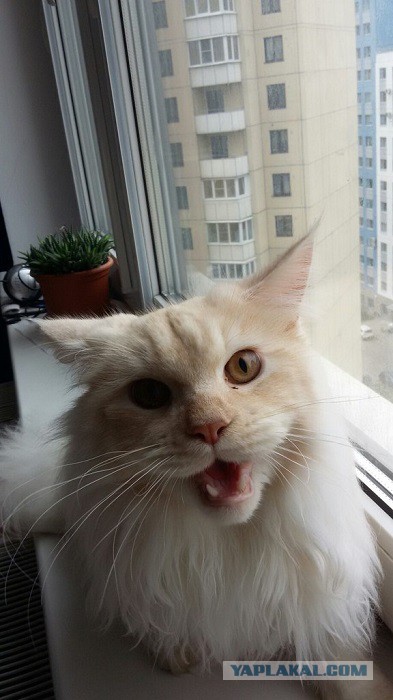 Котовторник 29-09-2015,