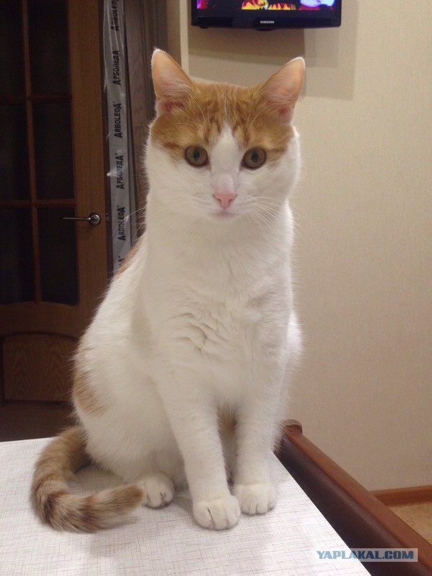 Котовторник 20.10.2015