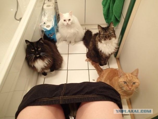Котовторник 03.11.2015