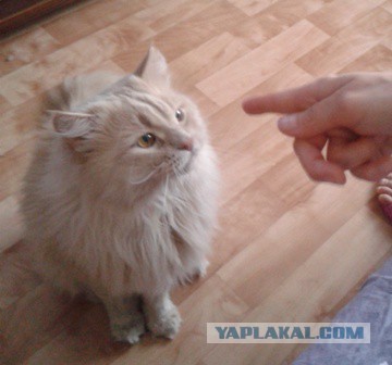 Котовторник