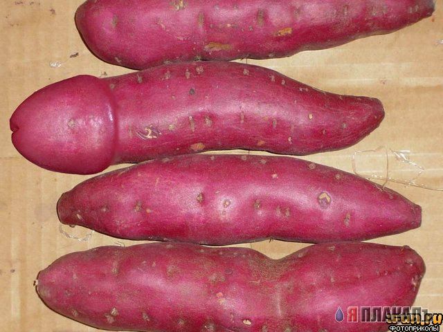 Эта сексуальная природа. РАСТЕНИЯ, ПЕЙЗАЖИ