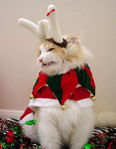 Коты, кошки, котята