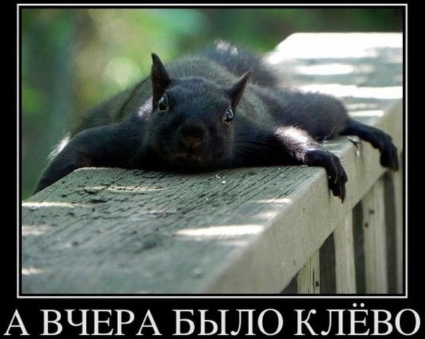 Веселые картинки.