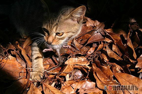 Коты, кошки, котята