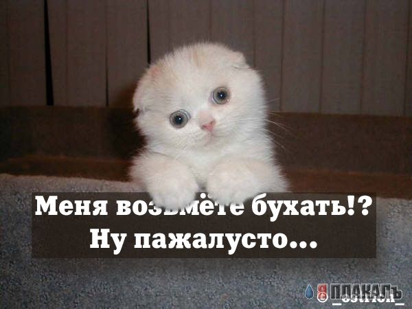 Коты, кошки, котята